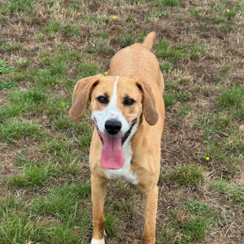 Willow - American Foxhound Dog