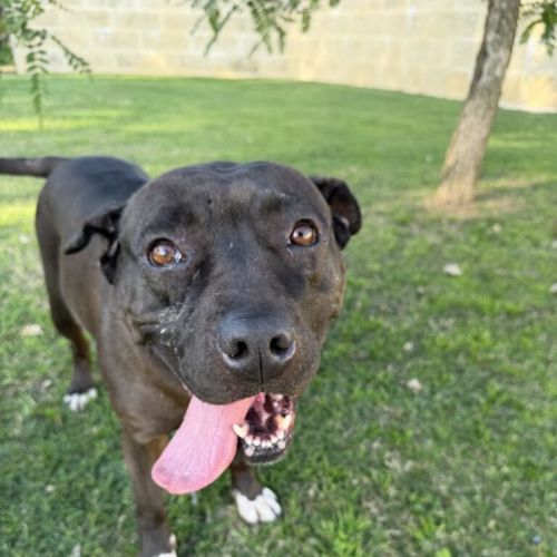 Babe - Staffordshire Bull Terrier Dog