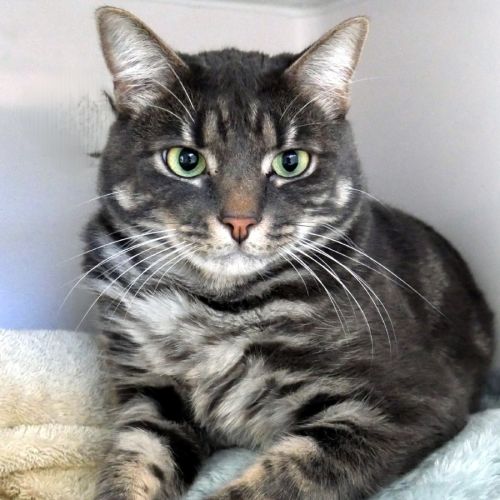 Ash STA014017 - Domestic Short Hair Cat