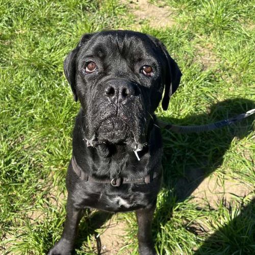 Thanos - Cane Corso Dog
