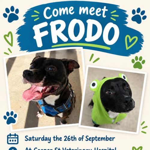 Frodo - Staffordshire Bull Terrier Dog