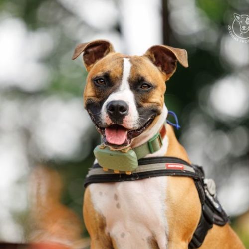 Rocket - 2 Year Old Staffy X - Staffordshire Bull Terrier Dog