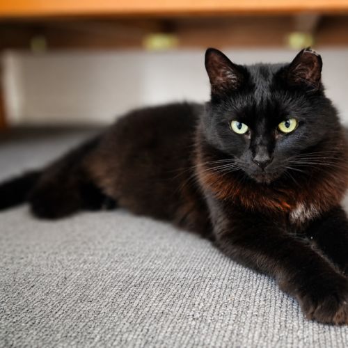 Mini - Domestic Short Hair (DSH) Cat