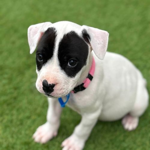 Kelly  - Australian Cattle Dog x American Bulldog