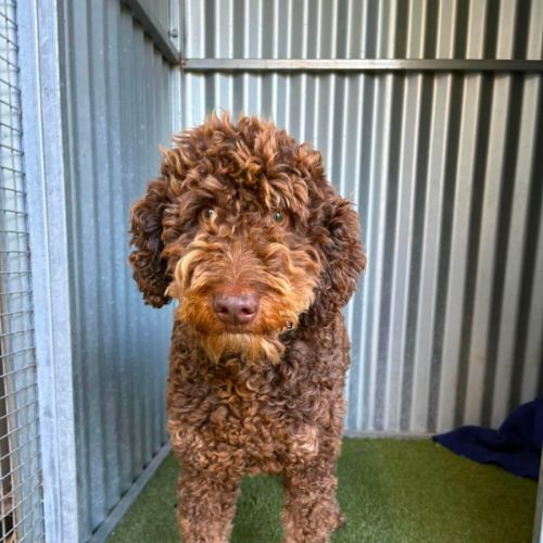 Truffles - Golden Retriever x Poodle (Standard) Dog