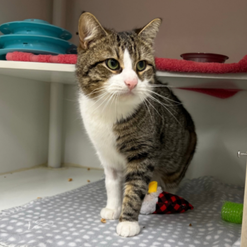 Ralf - Domestic Short Hair Cat