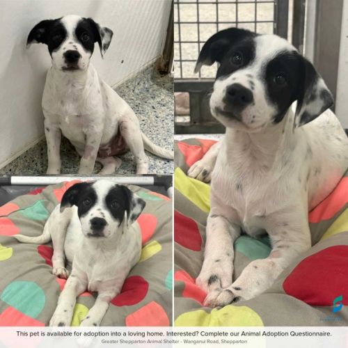 Arrow - Bull Arab Dog