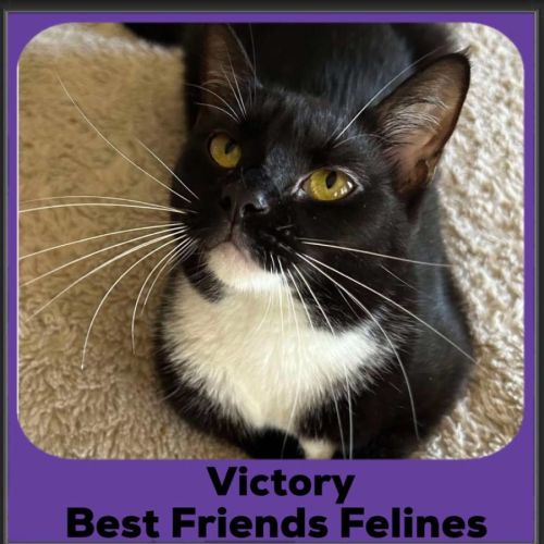 Victory  - Domestic Short Hair (DSH) Cat