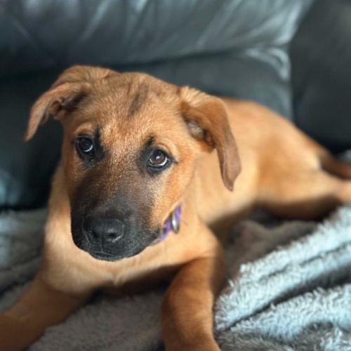 Lola - German Shepherd Dog x Staffordshire Bull Terrier Dog