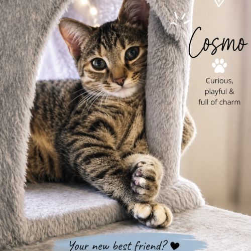 Cosmo - Domestic Short Hair (DSH) Cat