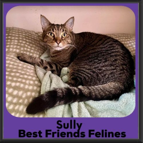 Sully  - Domestic Short Hair (DSH) Cat