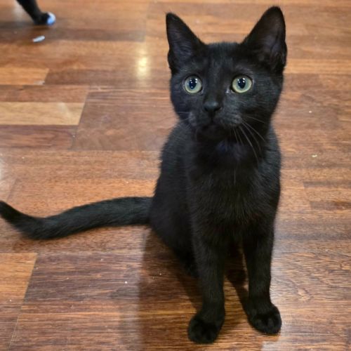 Ophelia - Domestic Short Hair (DSH) Cat