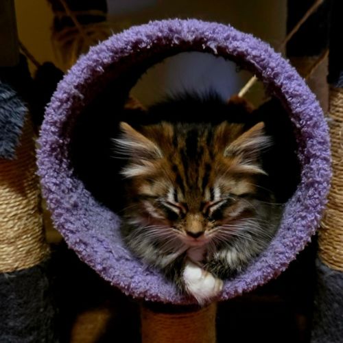 Polaris - Domestic Medium Hair (DMH) Cat