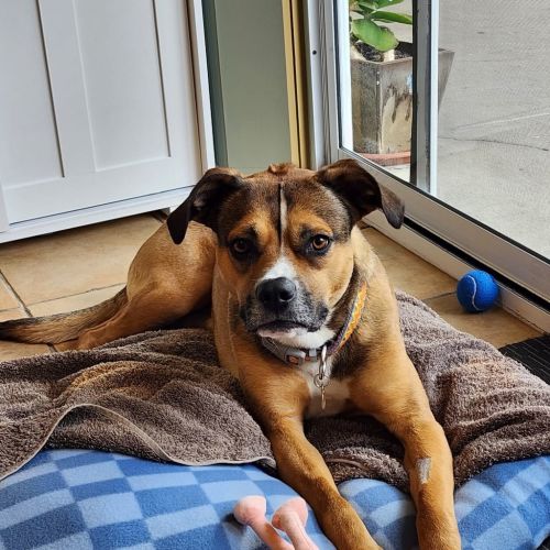 Punter - Boxer Dog