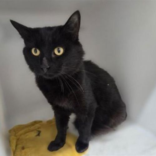 Bermudatriangle - Domestic Medium Hair Cat