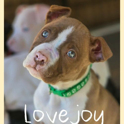 Lovejoy - American Staffordshire Terrier Dog