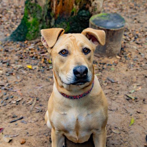 Missy - Sharpei x Bull Terrier Dog