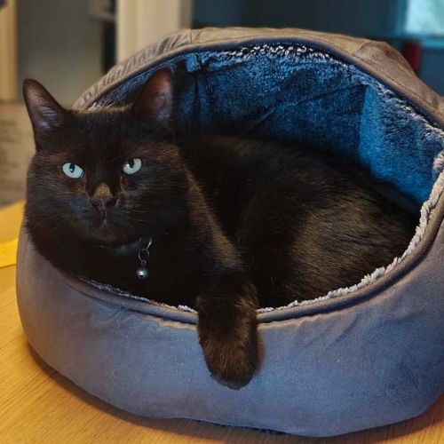 14020 - Vader - Domestic Short Hair (DSH) Cat