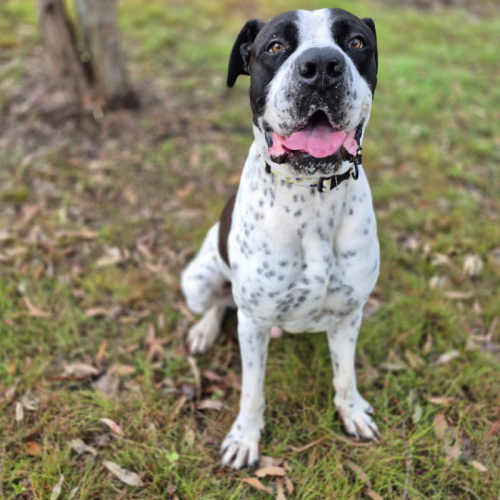 Tiny George - Bullmastiff Dog