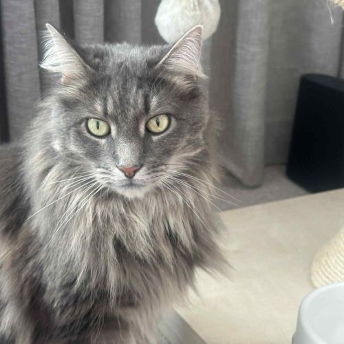 Charlie - Domestic Short Hair (DSH) Cat