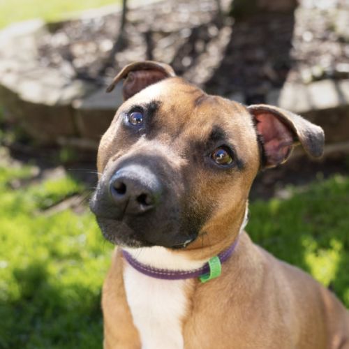 Whiskey - Staffordshire Bull Terrier Dog