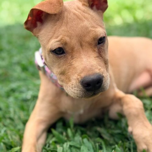 Piggy - Mixed breed Dog