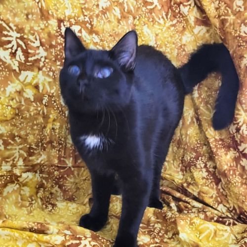 Chandler 🩵 - Domestic Short Hair (DSH) Cat