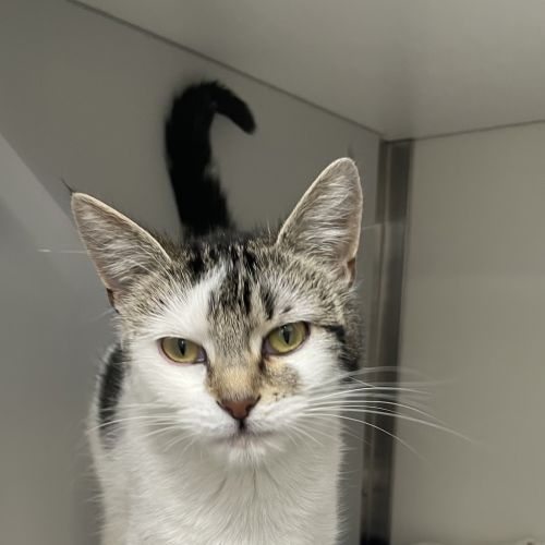 Lana - Domestic Short Hair Cat