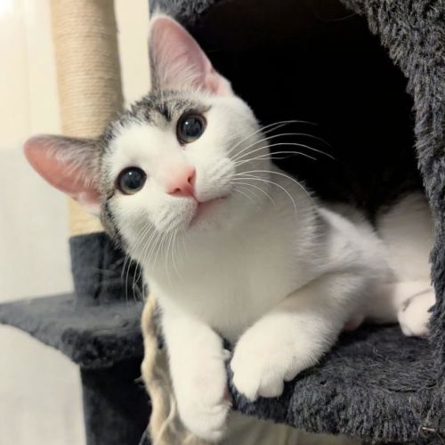 Glyph - Domestic Short Hair (DSH) Cat