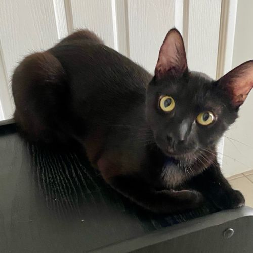 Sky - Domestic Short Hair (DSH) Cat
