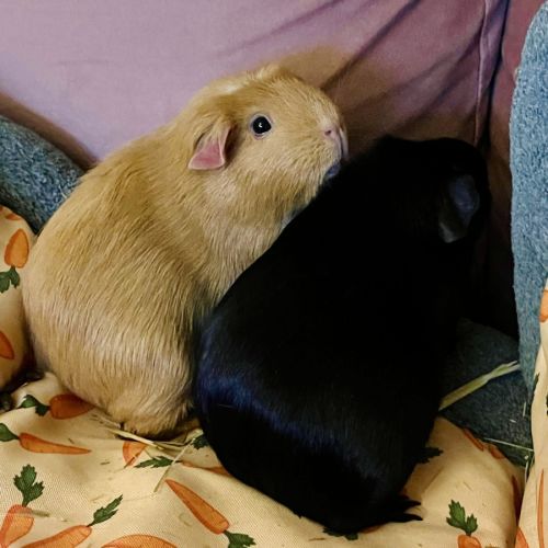 Indi & Mazzy - American Crested Guinea Pig