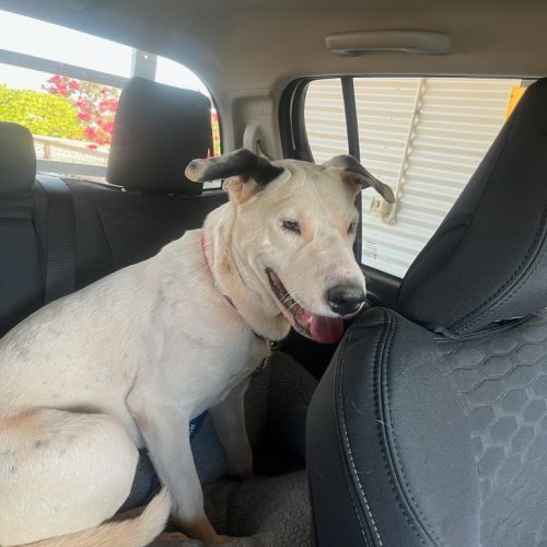 Turnip - Mixed breed Dog