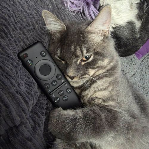 Lewis Paw-Milton - Domestic Short Hair (DSH) Cat