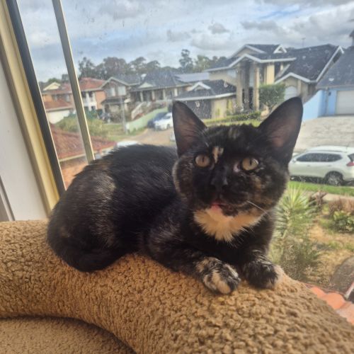  Chinnie - Domestic Short Hair (DSH) Cat