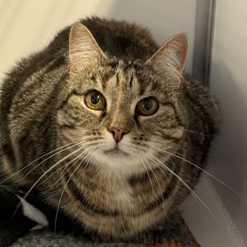 Maisey - Domestic Short Hair Cat