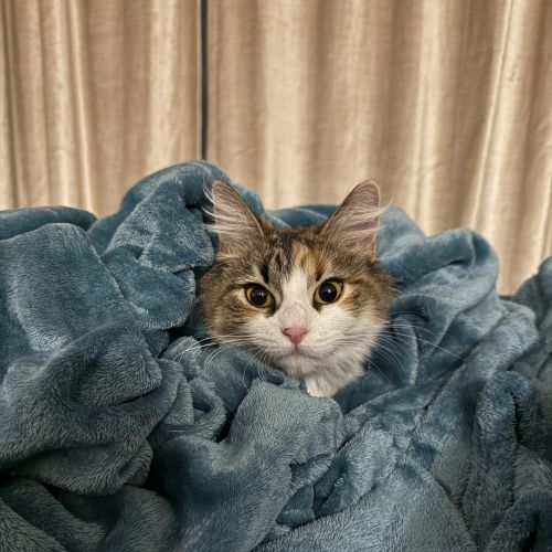 Yaskween - Domestic Medium Hair (DMH) Cat