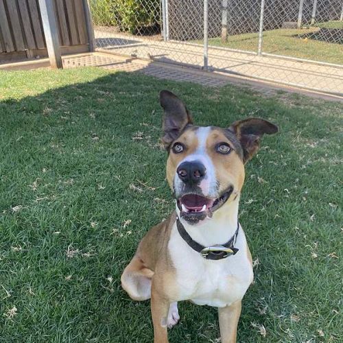 Jimmy - Australian Koolie Dog