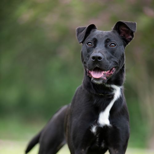Baby - Bull Terrier Dog