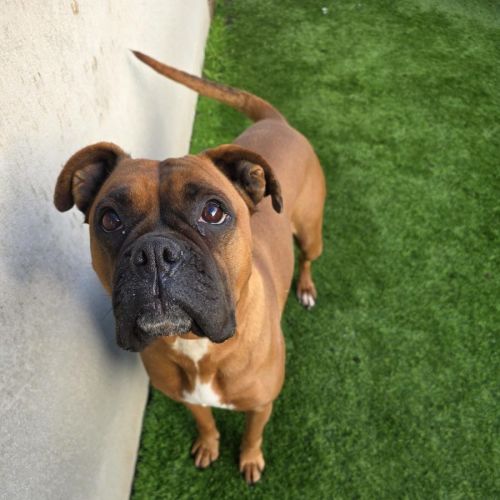 Zulu - Boxer Dog