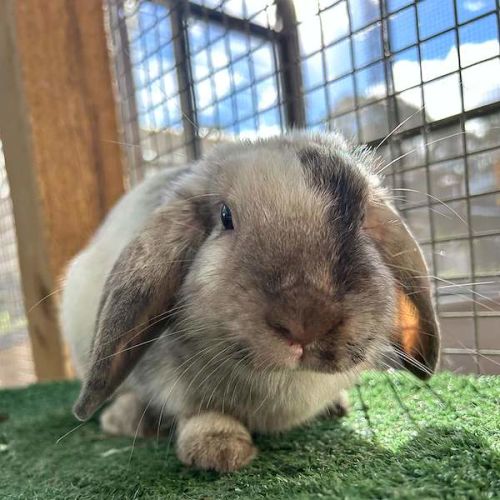 Eggplant - Lop Eared Rabbit