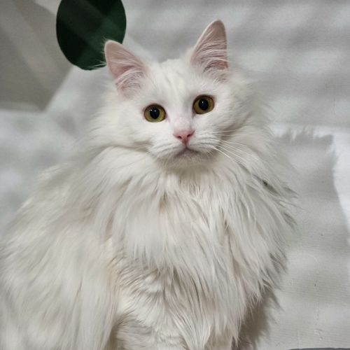 Nicki - Domestic Long Hair (DLH) Cat