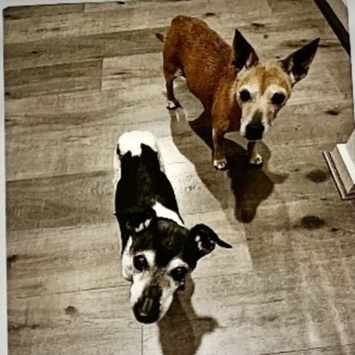 Chester & Mia  - Jack Russell Terrier Dog