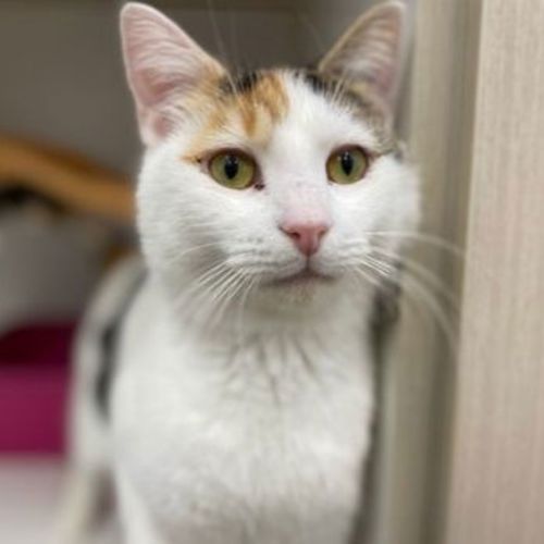 Quinnie - Domestic Short Hair Cat