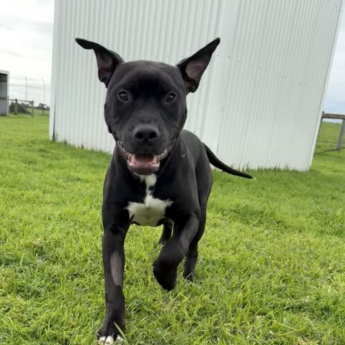 Gizmo - Staffordshire Bull Terrier Dog