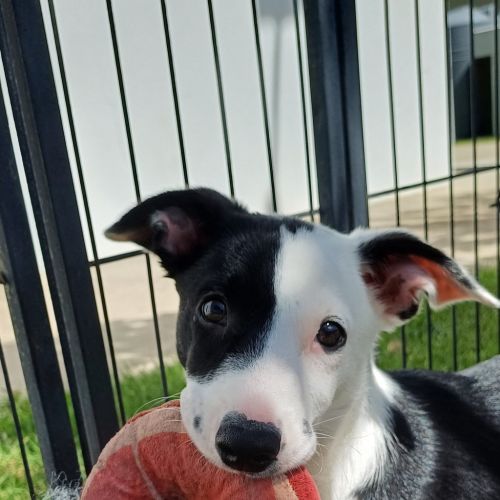Jenna  - Border Collie Dog
