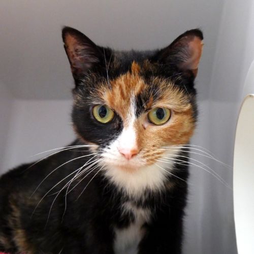 Buttercup STA015585 - Domestic Short Hair (DSH) Cat