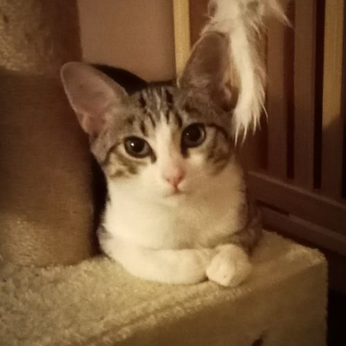 Possum - Domestic Short Hair (DSH) Cat