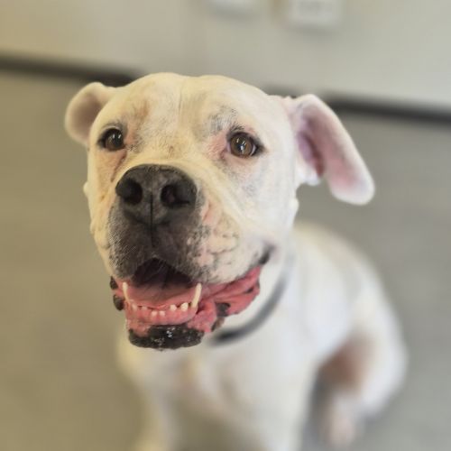 Roxy - American Bulldog