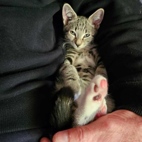 Hamish - Domestic Short Hair (DSH) Cat