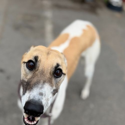 Calista - Greyhound Dog